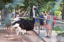 В гостях у Таиланда: Невероятное шоу с крокодилами  в Паттайе (ФОТО)