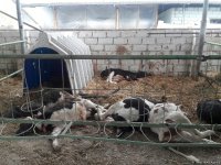 Армения продолжает акты вандализма  в Агдамском районе (ФОТОФАКТ)