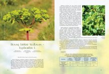 Азербайджанские ковры - историография и искусствоведение (ФОТО)