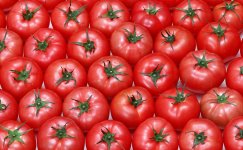 Российские звезды и самые вкусные в мире бакинские помидоры (ФОТО)