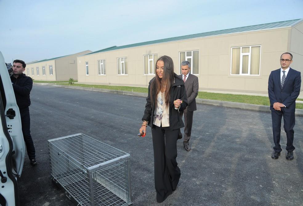 Leyla Aliyeva opens IDEA Animal Care Center (PHOTO)