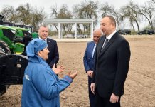 Президент Ильхам Алиев ознакомился с хлопковым полем в Саатлинском районе (ФОТО)