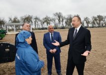 Президент Ильхам Алиев ознакомился с хлопковым полем в Саатлинском районе (ФОТО)