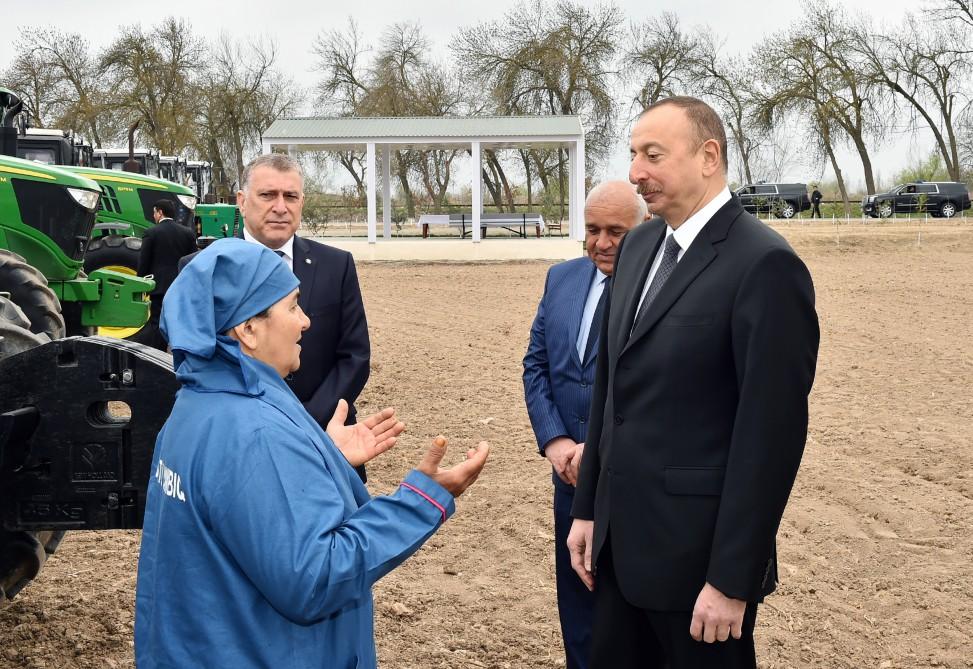 Президент Ильхам Алиев ознакомился с хлопковым полем в Саатлинском районе (ФОТО)