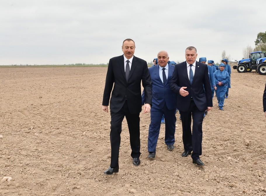 Президент Ильхам Алиев ознакомился с хлопковым полем в Саатлинском районе (ФОТО)