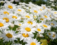 Как избавиться от усталости и сонливости народными средствами (ФОТО)