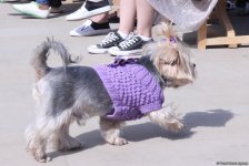 Уникальная коллекция для домашних питомцев Pet Fashion Show by NELYA  представлена в Баку (ФОТО)