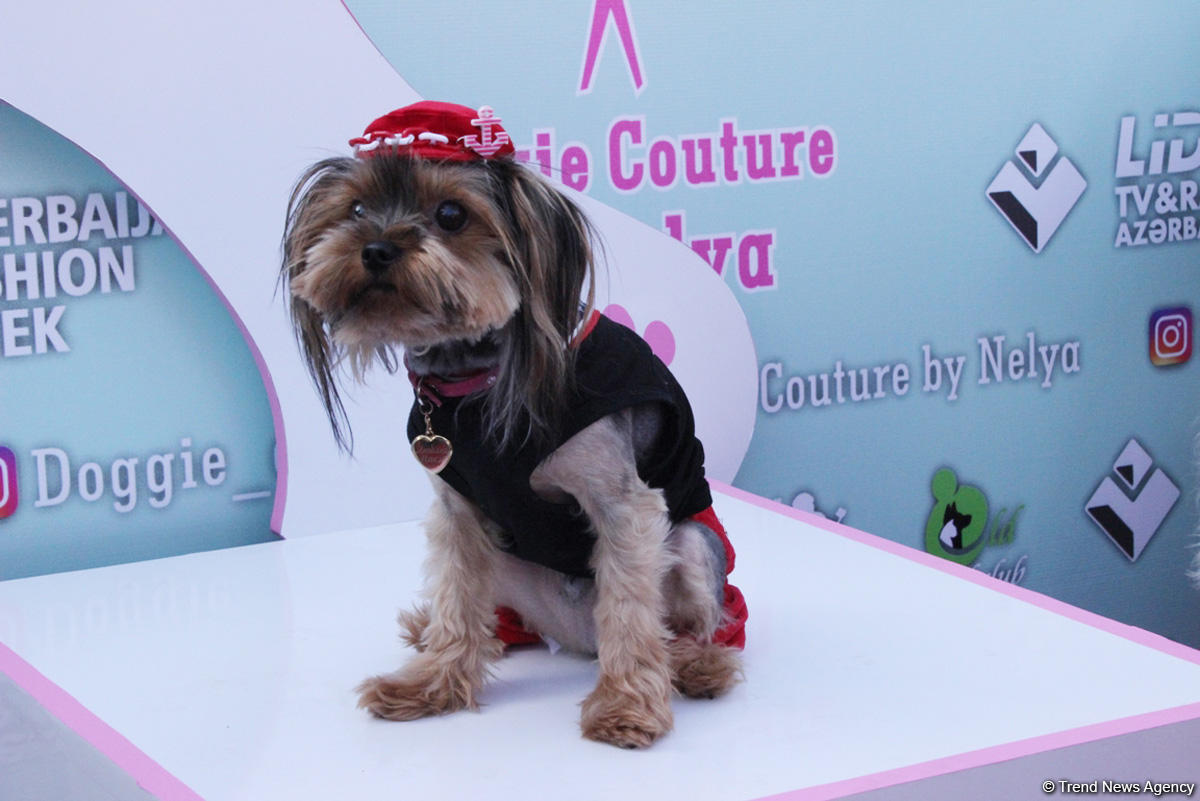 Уникальная коллекция для домашних питомцев Pet Fashion Show by NELYA  представлена в Баку (ФОТО)