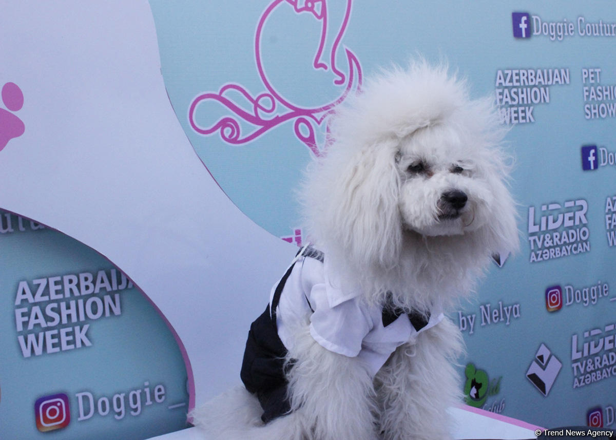 Уникальная коллекция для домашних питомцев Pet Fashion Show by NELYA  представлена в Баку (ФОТО)