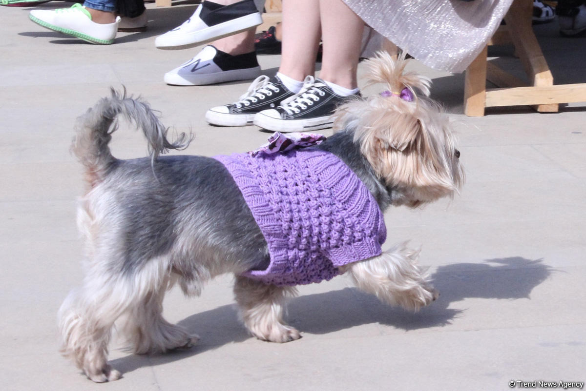 Уникальная коллекция для домашних питомцев Pet Fashion Show by NELYA  представлена в Баку (ФОТО)
