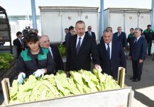 Президент Ильхам Алиев ознакомился с условиями, созданными в пункте приема табака в Гахе (ФОТО)