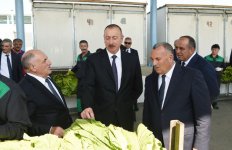 Президент Ильхам Алиев ознакомился с условиями, созданными в пункте приема табака в Гахе (ФОТО)