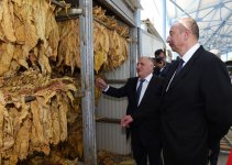 Президент Ильхам Алиев ознакомился с условиями, созданными в пункте приема табака в Гахе (ФОТО)