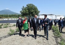 Президент Ильхам Алиев ознакомился с предприятием по производству розового масла в Загатале (ОБНОВЛЕНО) (ФОТО)