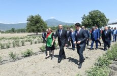 Президент Ильхам Алиев ознакомился с предприятием по производству розового масла в Загатале (ОБНОВЛЕНО) (ФОТО)