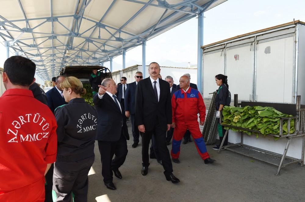 Президент Ильхам Алиев ознакомился с условиями, созданными в пункте приема табака в Гахе (ФОТО)