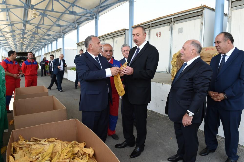 Президент Ильхам Алиев ознакомился с условиями, созданными в пункте приема табака в Гахе (ФОТО)