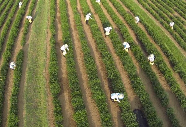 Azerbaijan's tea output hits rough patch amid export-import climb in 8M2025