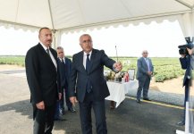 Президент Ильхам Алиев осмотрел чайные плантации ООО «Астара Чай» в Лянкяране (ФОТО)