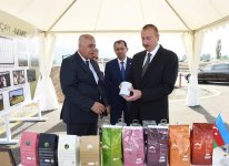 Президент Ильхам Алиев осмотрел чайные плантации ООО «Астара Чай» в Лянкяране (ФОТО)