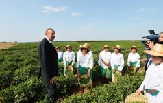 Президент Ильхам Алиев осмотрел чайные плантации ООО «Астара Чай» в Лянкяране (ФОТО)