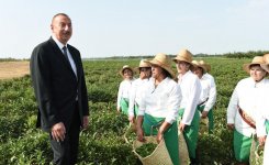 Президент Ильхам Алиев осмотрел чайные плантации ООО «Астара Чай» в Лянкяране (ФОТО)