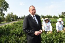 Президент Ильхам Алиев ознакомился с плантацией «Yaşıl çay» в Лянкяране (ФОТО)