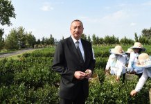 Президент Ильхам Алиев ознакомился с плантацией «Yaşıl çay» в Лянкяране (ФОТО)
