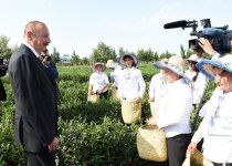 Президент Ильхам Алиев ознакомился с плантацией «Yaşıl çay» в Лянкяране (ФОТО)