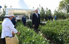 Президент Ильхам Алиев ознакомился с плантацией «Yaşıl çay» в Лянкяране (ФОТО)