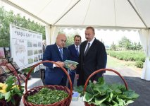 Президент Ильхам Алиев ознакомился с плантацией «Yaşıl çay» в Лянкяране (ФОТО)