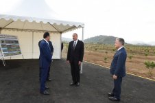 Президент Ильхам Алиев ознакомился с цитрусовыми садами в Лянкяране (ФОТО)