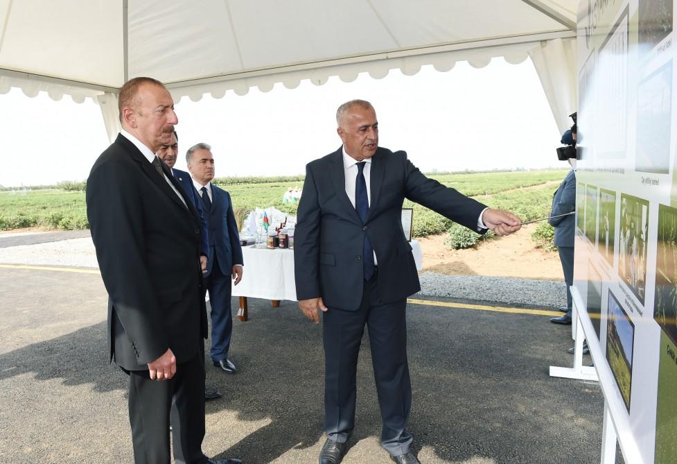 Президент Ильхам Алиев осмотрел чайные плантации ООО «Астара Чай» в Лянкяране (ФОТО)