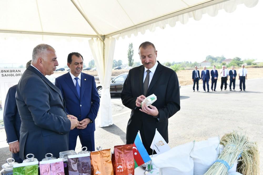 Президент Ильхам Алиев осмотрел чайные плантации ООО «Астара Чай» в Лянкяране (ФОТО)