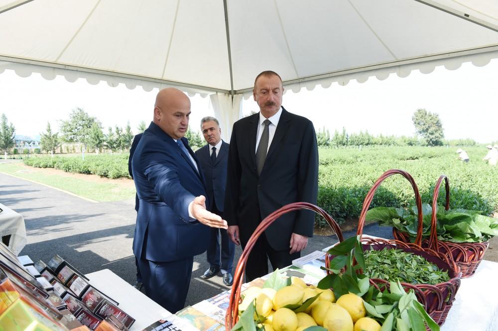 Президент Ильхам Алиев ознакомился с плантацией «Yaşıl çay» в Лянкяране (ФОТО)