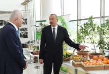 Под председательством Президента Ильхама Алиева состоялось республиканское совещание по вопросам развития производства чая, риса и цитрусовых (ФОТО)