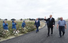 Президент Ильхам Алиев ознакомился с хлопковым участком в Нефтчалинском районе (ФОТО)