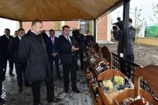 Президент Ильхам Алиев ознакомился с виноградными садами в Шамахы (ФОТО)