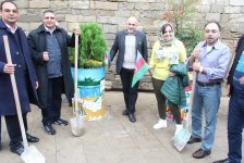 Деревья в расписанных металлических бочках - art-проект в Баку (ФОТО)