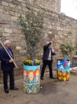 Деревья в расписанных металлических бочках - art-проект в Баку (ФОТО)