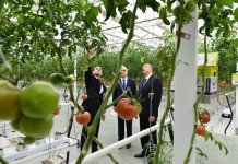 Президент Ильхам Алиев ознакомился с работой, проведенной в "BAKU AGROPARK" (ФОТО)