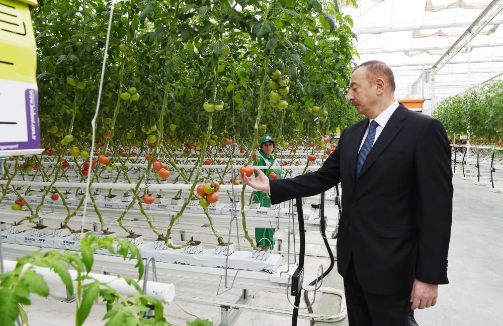 Президент Ильхам Алиев ознакомился с работой, проведенной в "BAKU AGROPARK" (ФОТО)