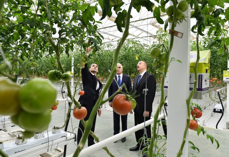 Президент Ильхам Алиев ознакомился с работой, проведенной в "BAKU AGROPARK" (ФОТО)