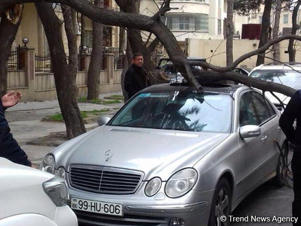 Штормовой ветер повалил в Баку 21 дерево (ФОТО)