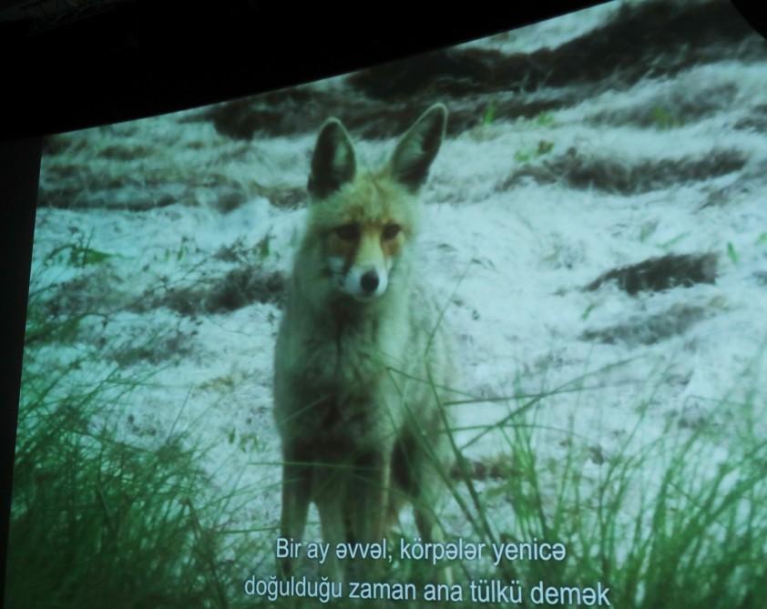 Leyla Aliyeva attends presentation of “Absheron National Park” documentary (PHOTO)