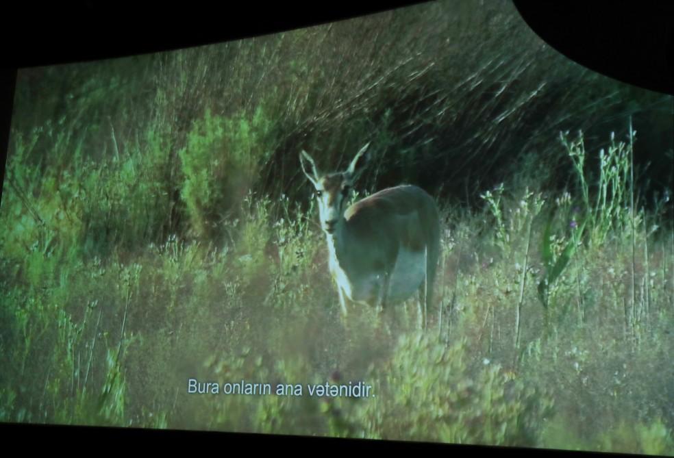 Leyla Aliyeva attends presentation of “Absheron National Park” documentary (PHOTO)