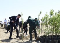 Президент Ильхам Алиев и Первая леди Мехрибан Алиева приняли участие в кампании по посадке деревьев, посвященной дню рождения великого лидера Гейдара Алиева (ФОТО)