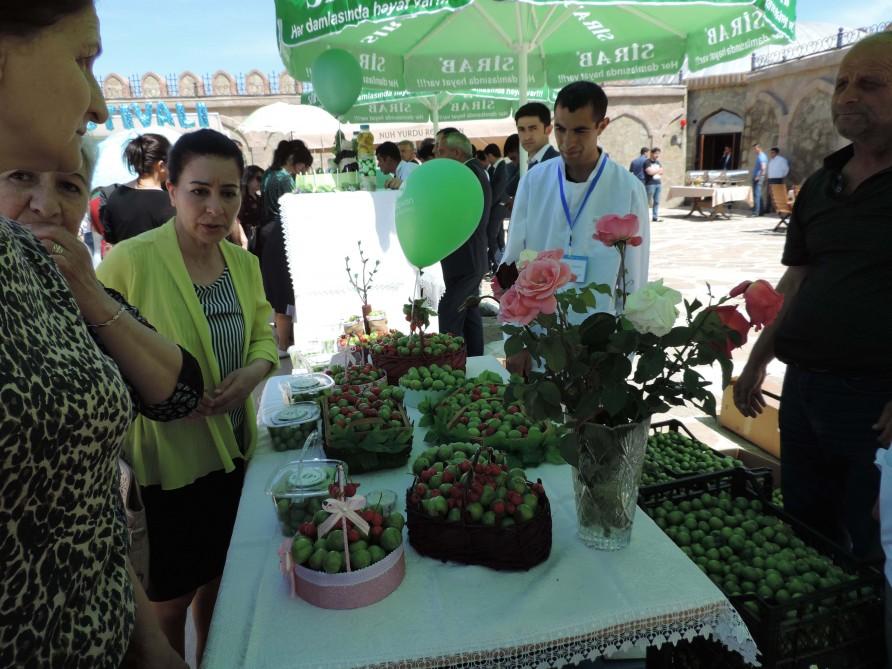 В Нахчыване проходит Фестиваль алычи гёйче (ФОТО)