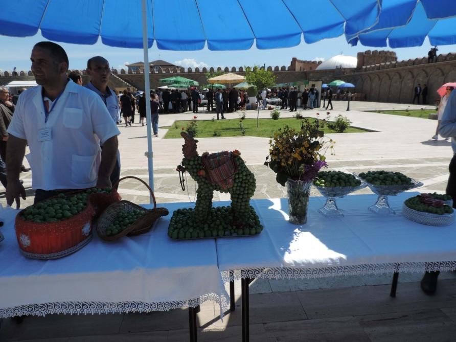 В Нахчыване проходит Фестиваль алычи гёйче (ФОТО)