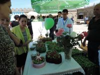 В Нахчыване проходит Фестиваль алычи гёйче (ФОТО)